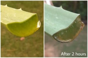 Aloevera